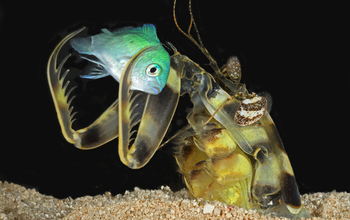 Juvenile mantis shrimp